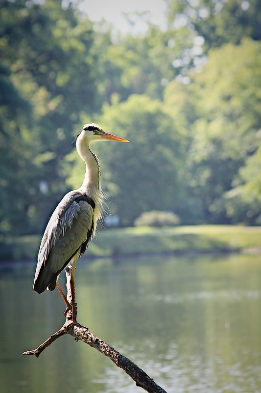 Grey Heron