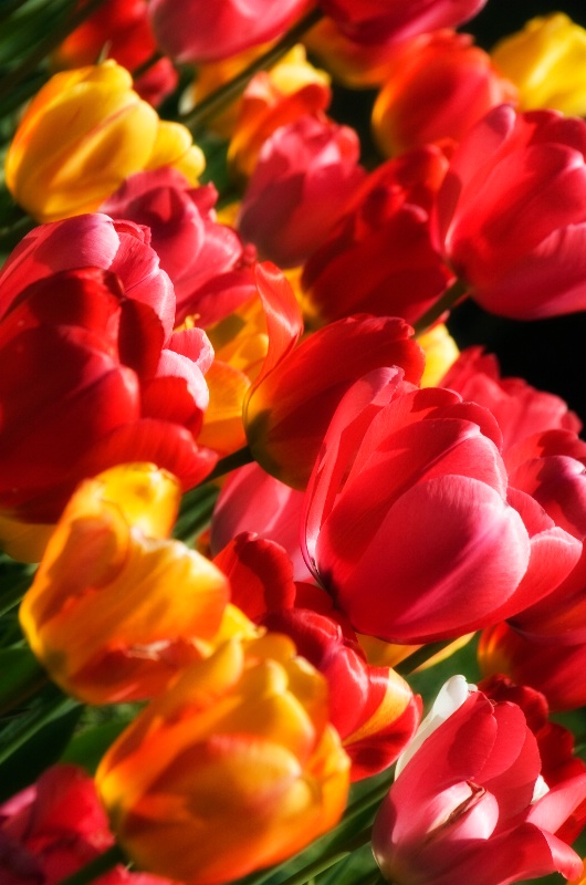 At Last, Tulips