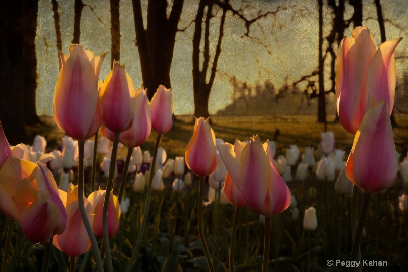 Forest tulips