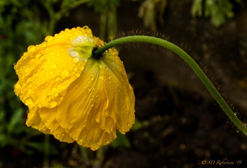 Yellow Poppy 1