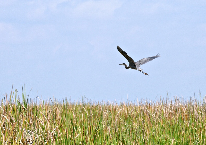 Flying Over The River Of Grass - ID: 11733078 © Carol Eade