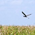 2Flying Over The River Of Grass - ID: 11733078 © Carol Eade