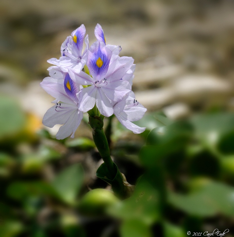 Water Hyacinth - ID: 11733129 © Carol Eade