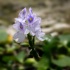 2Water Hyacinth - ID: 11733129 © Carol Eade