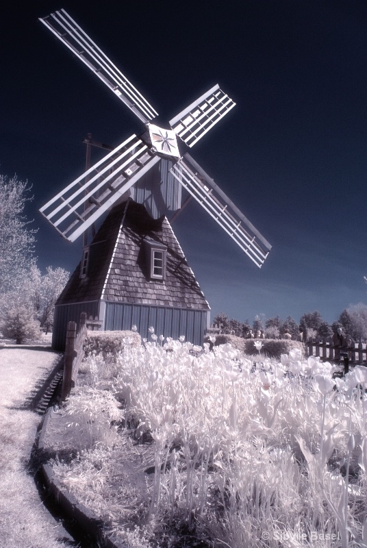 Tulips and windmills in IR - ID: 11734666 © Sibylle Basel