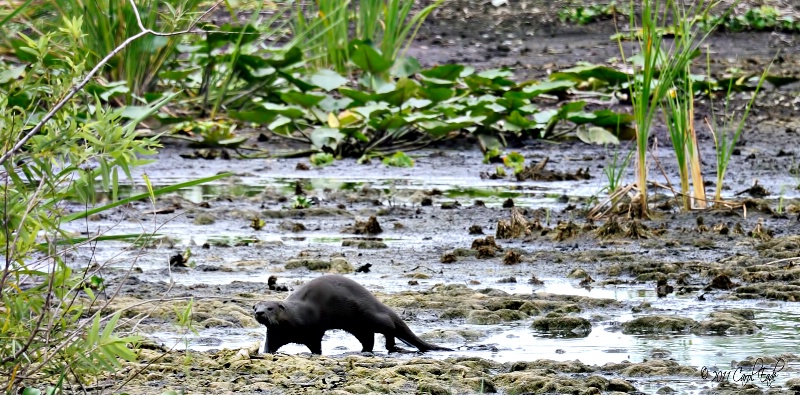 Florida River Otter - ID: 11734955 © Carol Eade