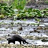 2Florida River Otter - ID: 11734955 © Carol Eade