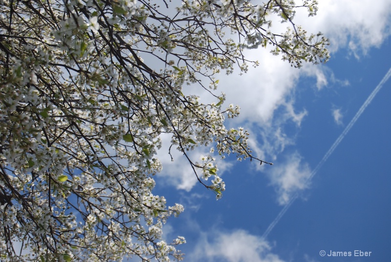 Blossoms against Blue Sky