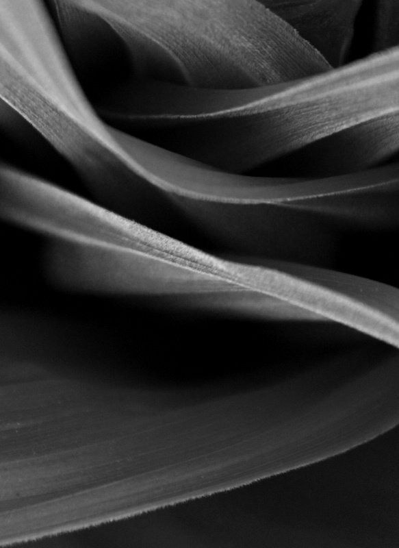 Leaves in b&w