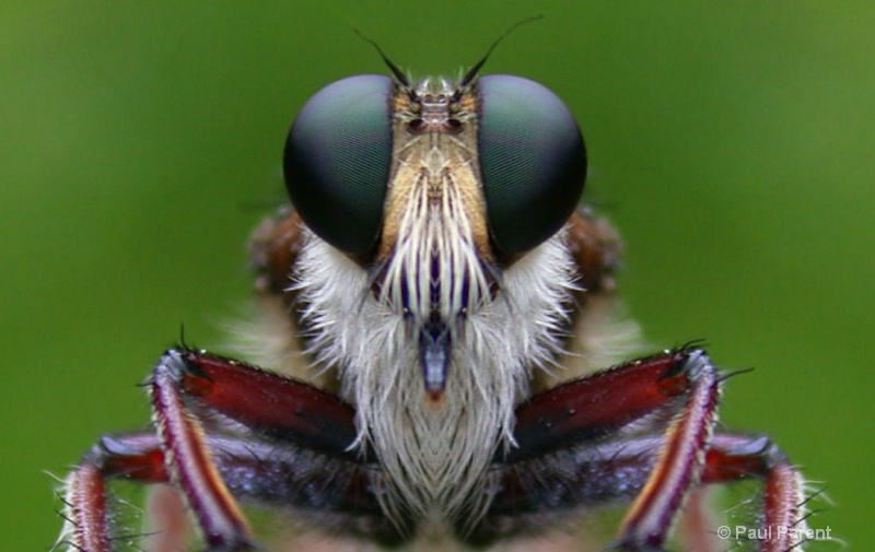 Bug Me - ID: 11736428 © paul parent