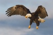 Sassy Eagle