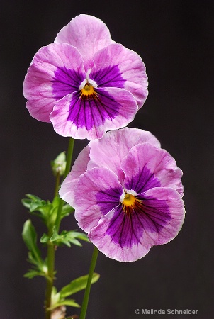 Pansy Pair