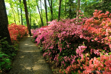 Morning on Azalea Hill