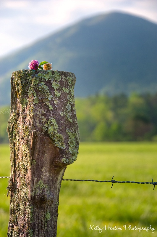Fence Post with View