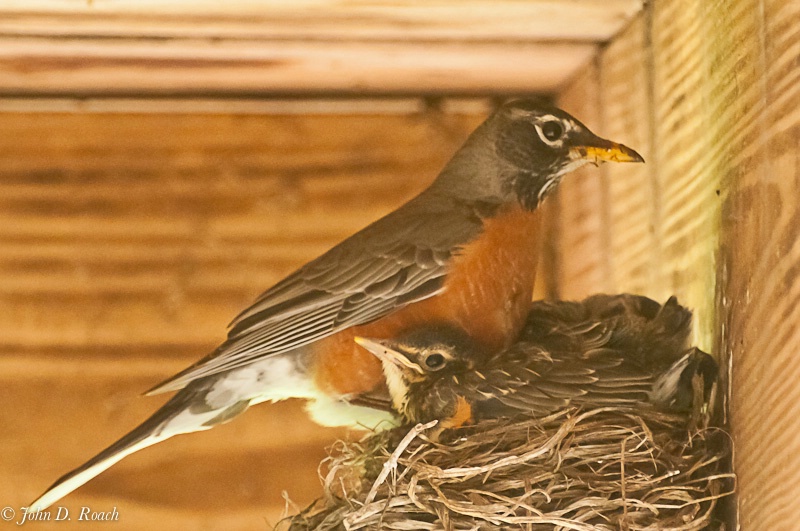 Robin and her young - ID: 11737940 © John D. Roach