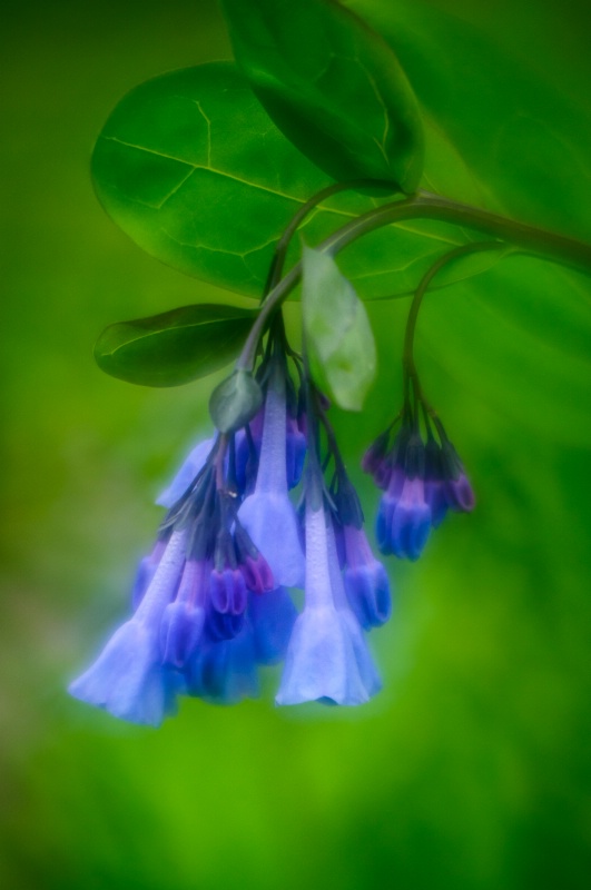 Virginia Bluebells