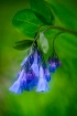 Virginia Bluebell...
