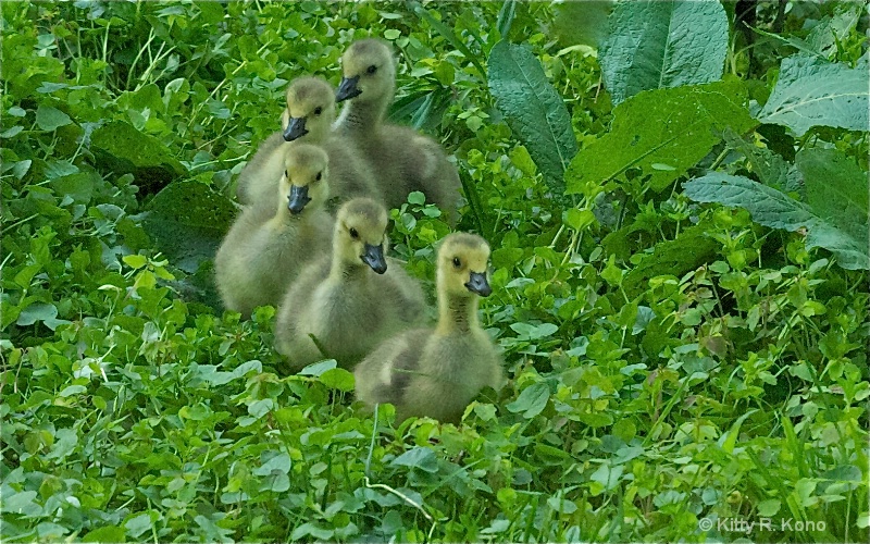 Five Ducklings