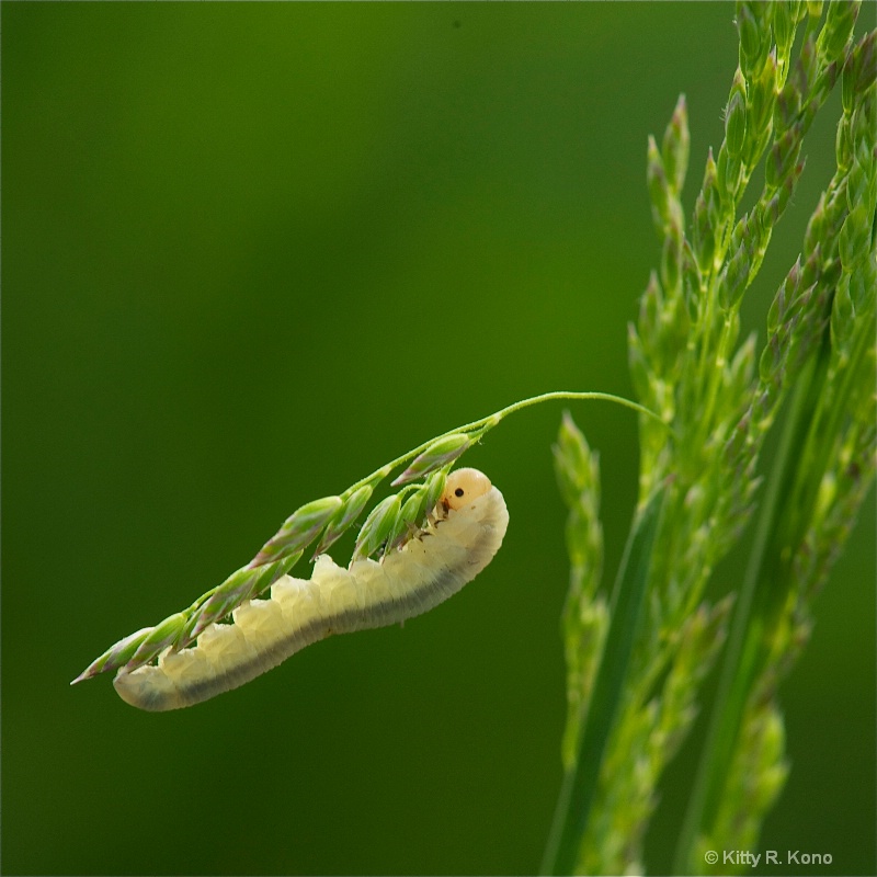 Caterpillar and Grass