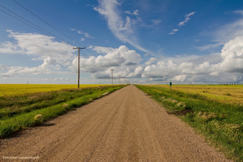 Prairie Canola