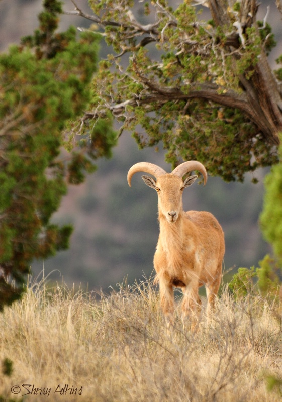 Aoudad 3 - ID: 11738693 © Sherry Karr Adkins