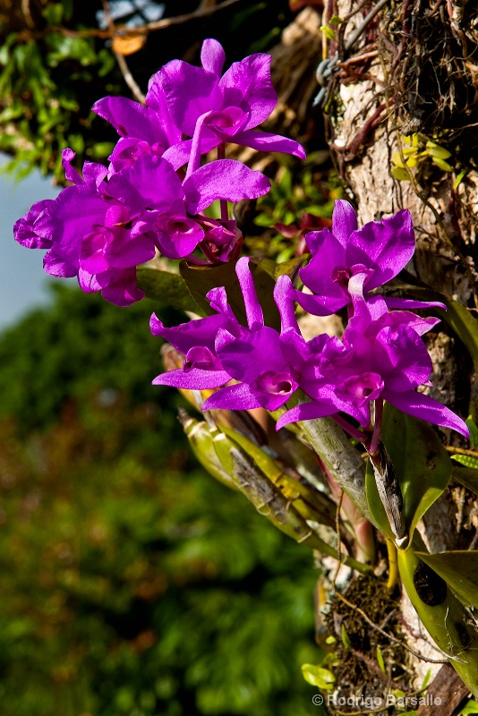 purple orchids
