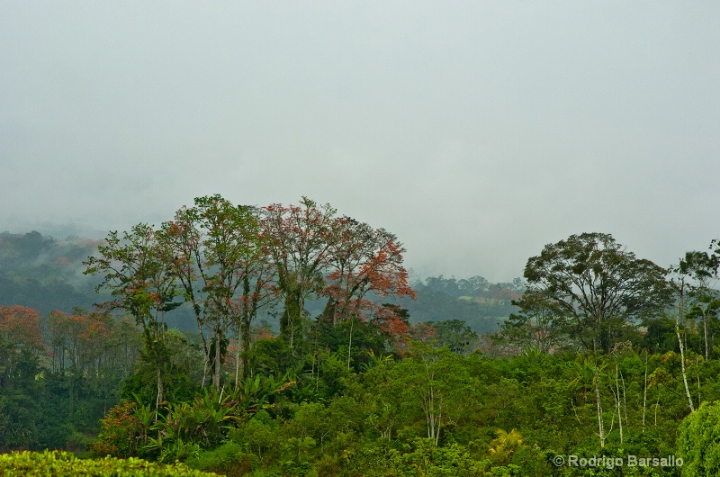 rainforest  turrialba, costa rica