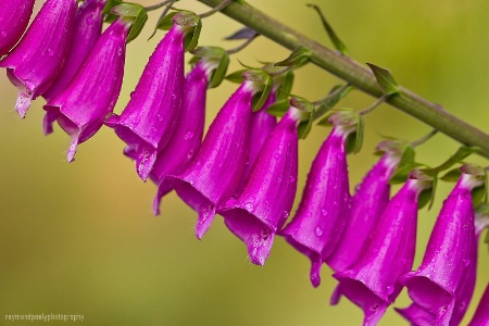 Purple Foxglove