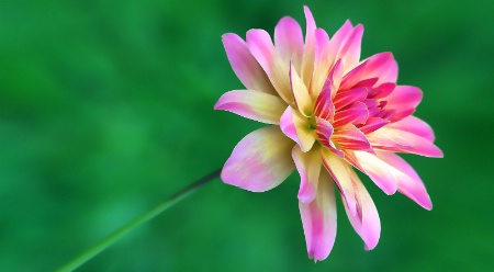 dahlia, in pink