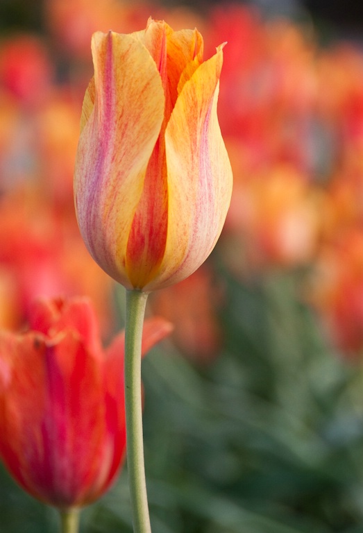 Tulip