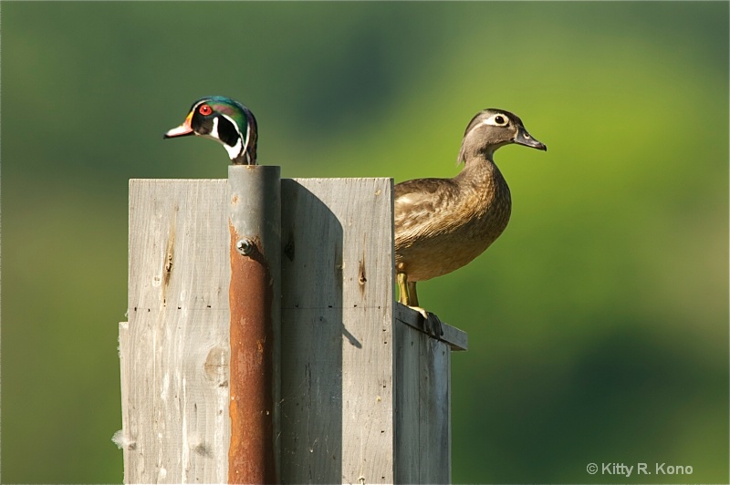 wood duck in pipe with girlfriend