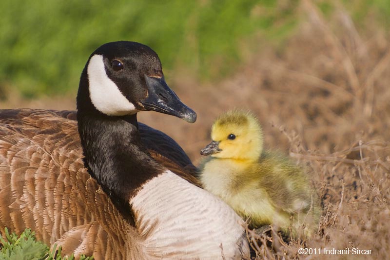 Goose and the gosling