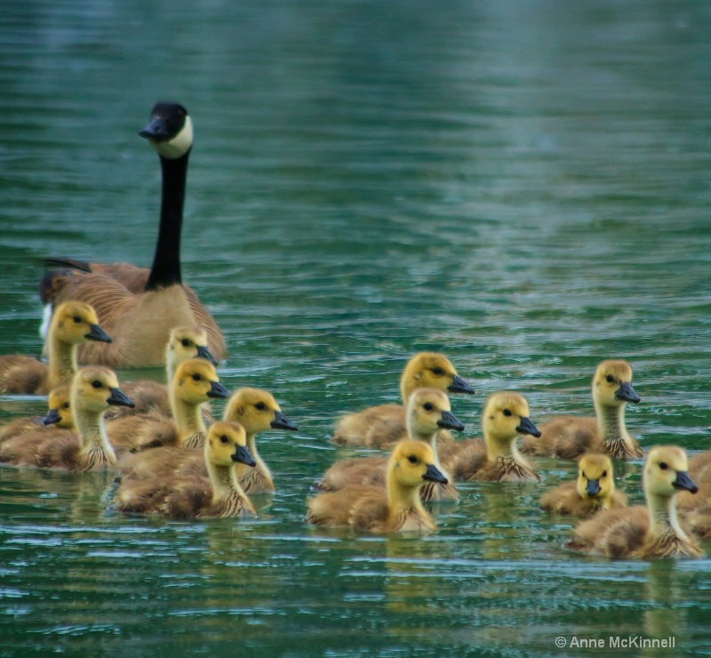 Spring Goslings