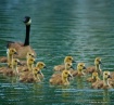 Spring Goslings