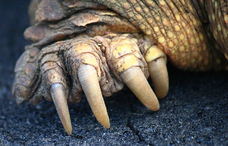 Snapping Turtle Claws - Front