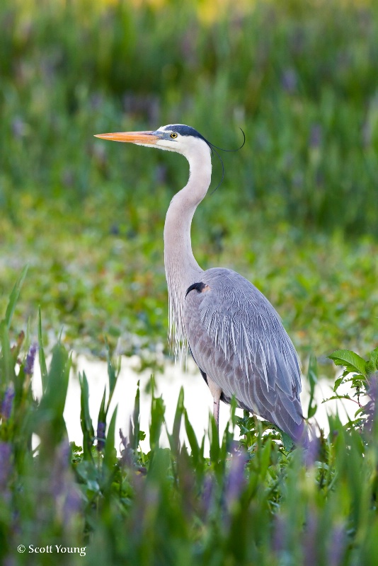 Great Blue Heron; Lakeland, FL - ID: 11744625 © Richard S. Young