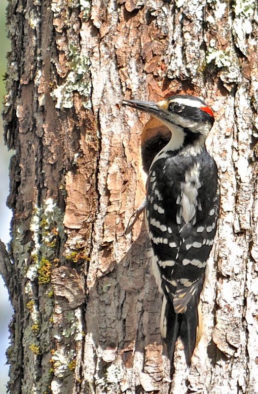 Hairy Woodpecker, Merrimack, NH