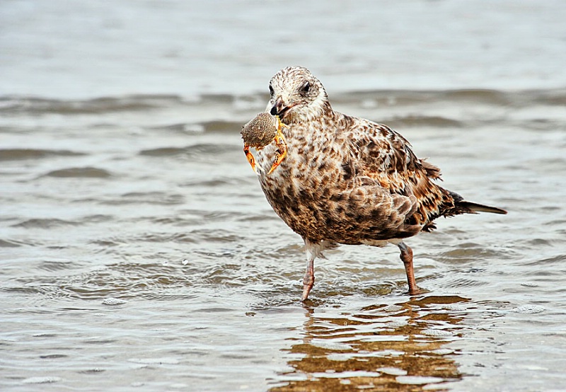 Breakfast - ID: 11745608 © Jack Kramer