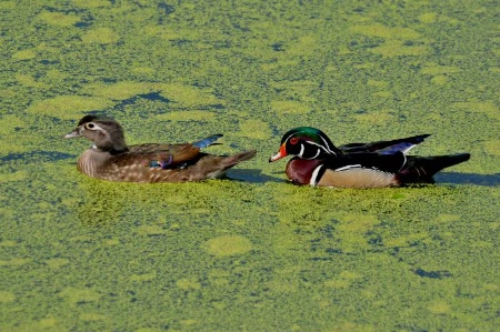 Female and Male  wood  Ducks