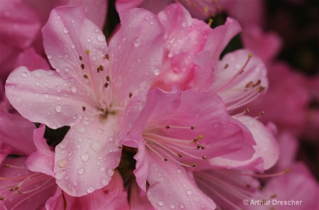 Pink Azalea