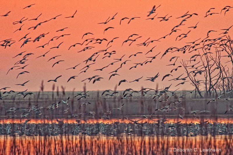 Blast Off in Delaware - ID: 11748591 © Deborah C. Lewinson