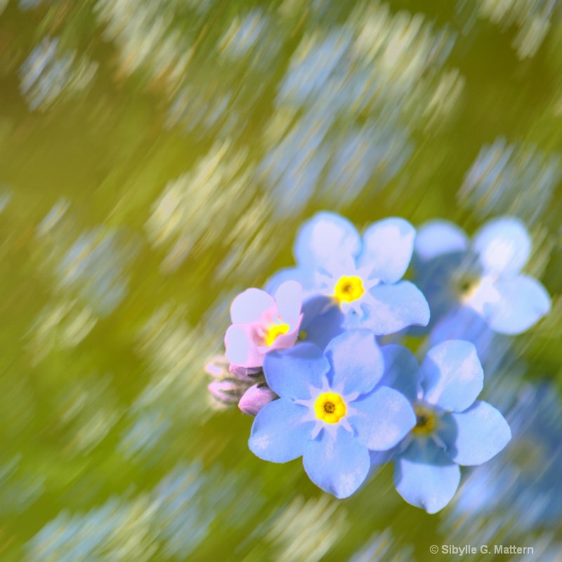 dancing forget-me-nots - ID: 11749153 © Sibylle G. Mattern
