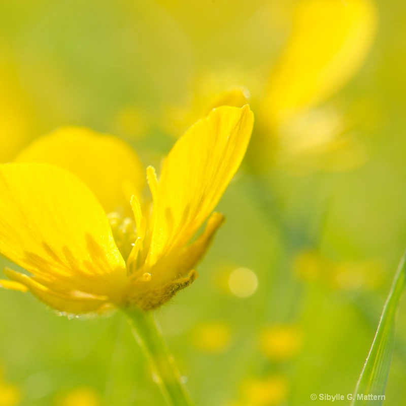 buttercups - ID: 11749154 © Sibylle G. Mattern