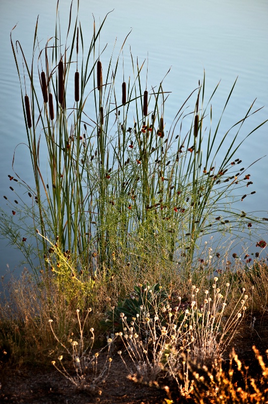 Cattails  - ID: 11749216 © Patricia A. Casey