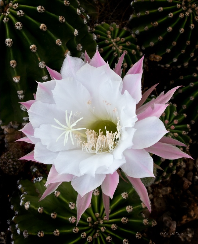 Easter Cactus II - ID: 11749217 © Patricia A. Casey