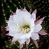 © Patricia A. Casey PhotoID # 11749217: Easter Cactus II