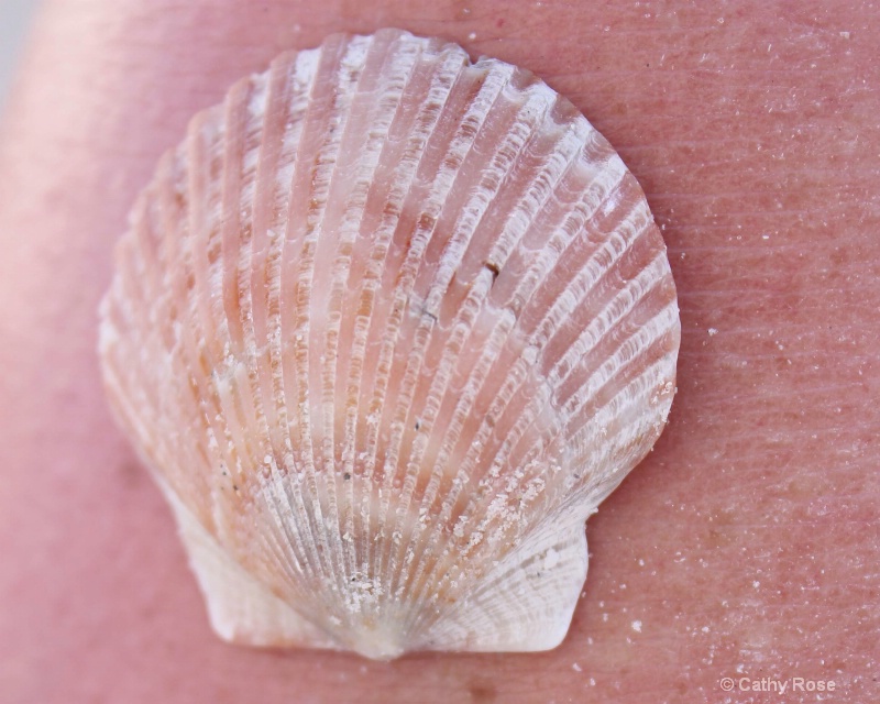 -A 'Shell' Seashell-