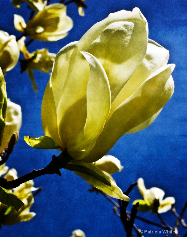 Magnolia In Grunge