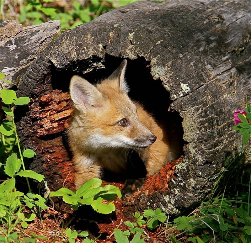 Where is mom - ID: 11751348 © Katherine Sherry