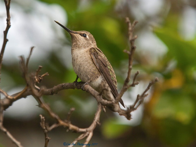 my baby humming bird - ID: 11752170 © Lisa Ann Cyphers